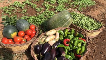 1ère Tafas تضامن مع الفلاح الأصلي (AMAP) à Alger