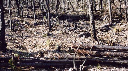 Retour sur les incendies, catastrophe environnementale