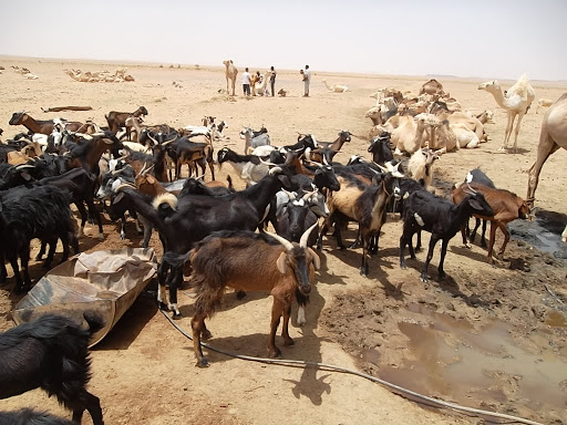 Eviter la surconsommation de viande est un acte écologique