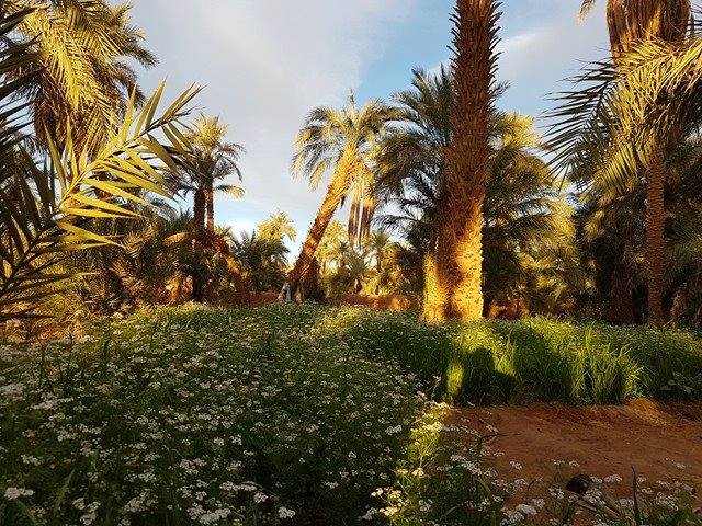 arabia