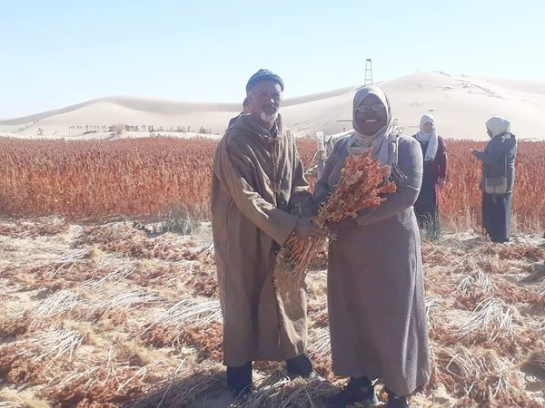 زراعة الكينوا في الجزائر