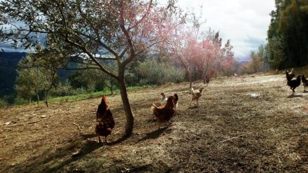 Formation Agroécologie et élevage