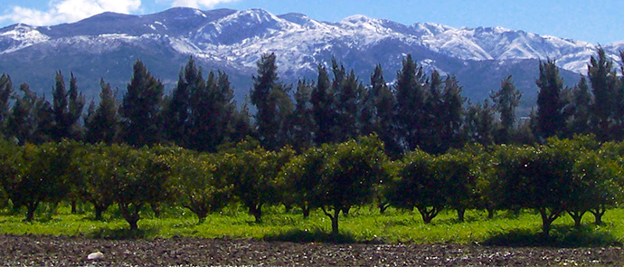 Plaidoyer pour l’Agroforesterie الدفاع عن الزراعة الغابية