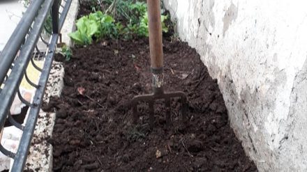 Jardins partagés en zone péri-urbaine d’Alger