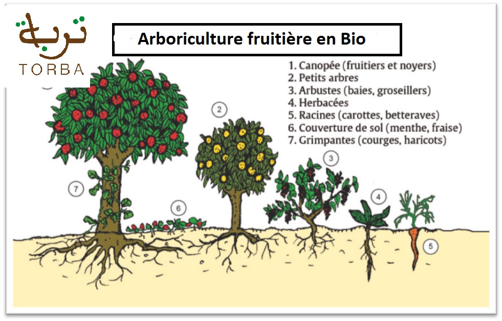 Formations en agroforesterie