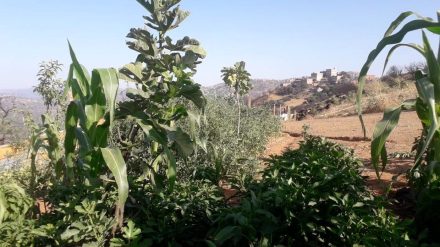 L’agroforesterie pour adapter notre agriculture au réchauffement climatique