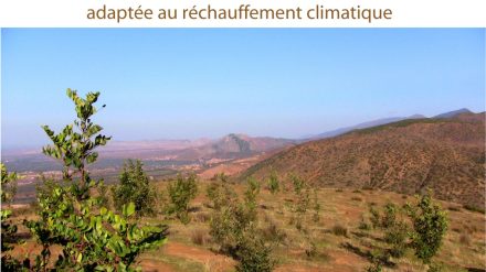 Journée sur l’arboriculture durable