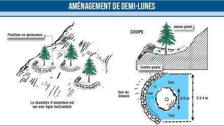 Campagne de reboisement, quel coût, et quel taux de réussite ?