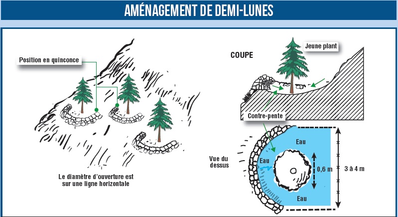 Campagne de reboisement, quel coût, et quel taux de réussite ?