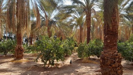 Produits de la palmeraie : Une richesse sous-exploitée dans le développement agricole