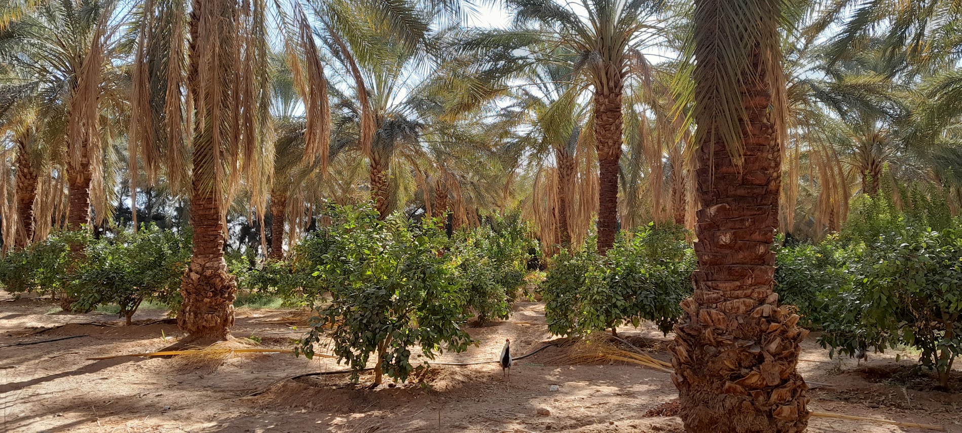 Produits de la palmeraie : Une richesse sous-exploitée dans le développement agricole